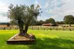 Renovated 13th-Century Country House with Horse Stables, Just 15 Minutes from Costa Brava Beaches and Girona. - picture 33 title=